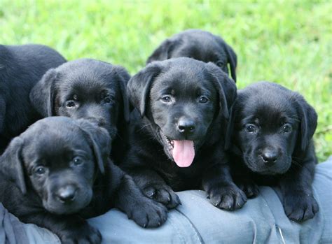 labrador puppies for sale buffalo ny|cute black labrador retriever puppies.